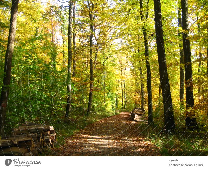 Herbstwald :) Freiheit wandern Natur Pflanze Schönes Wetter Baum Wald Holz schön braun mehrfarbig gelb grün Zufriedenheit Lebensfreude ruhig Außenaufnahme Licht