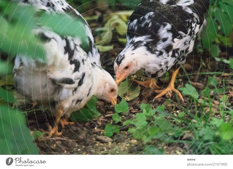 Futtersuche Landwirtschaft Forstwirtschaft Natur Tier Haustier Nutztier Vogel Essen Fressen Bauernhof Ei Flora und Fauna Freilaufendes Huhn Geflügel Hahn