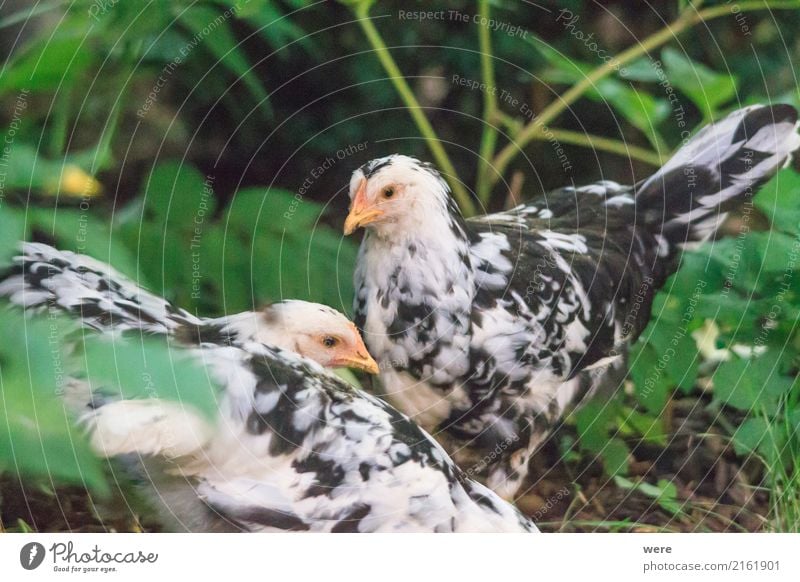 Junge Hühner Landwirtschaft Forstwirtschaft Natur Tier Nutztier Vogel Bauernhof Ei Flora und Fauna Freilaufendes Huhn Geflügel Hahn Haushuhn Junghenne Küken