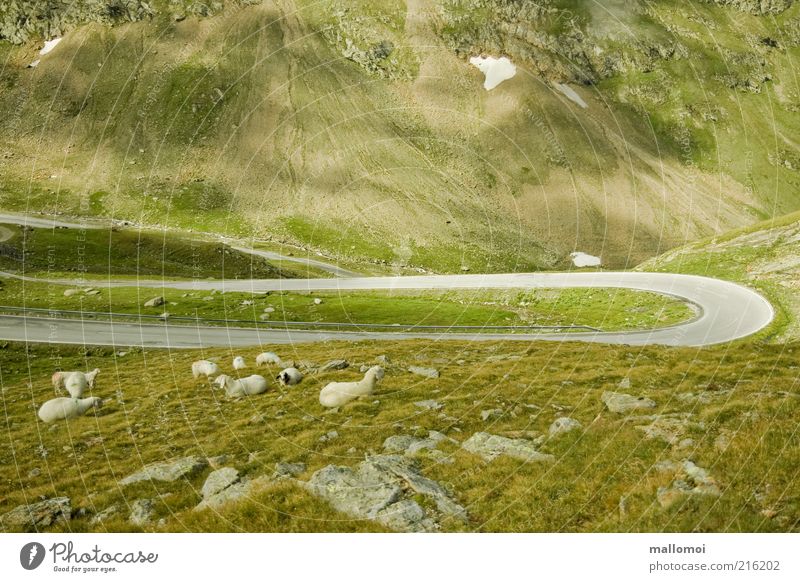 Schafe Kurve Umwelt Natur Felsen Alpen Berge u. Gebirge Verkehr Verkehrswege Straßenverkehr Wege & Pfade Landstraße Kurvenlage Tier Nutztier Tiergruppe grün