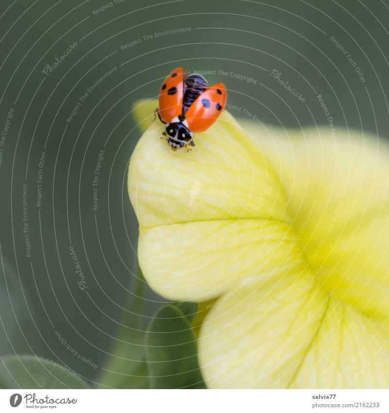 fliegt er oder nicht? Wellness harmonisch Wohlgefühl Valentinstag Muttertag Natur Pflanze Blume Blüte Petunie Garten Tier Käfer Flügel Insekt Marienkäfer 1