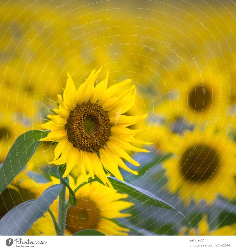 Lass die Sonne in dein Herz Umwelt Natur Pflanze Sommer Blume Blatt Blüte Nutzpflanze Sonnenblumenfeld Feld Duft leuchten Freundlichkeit positiv braun gelb grün
