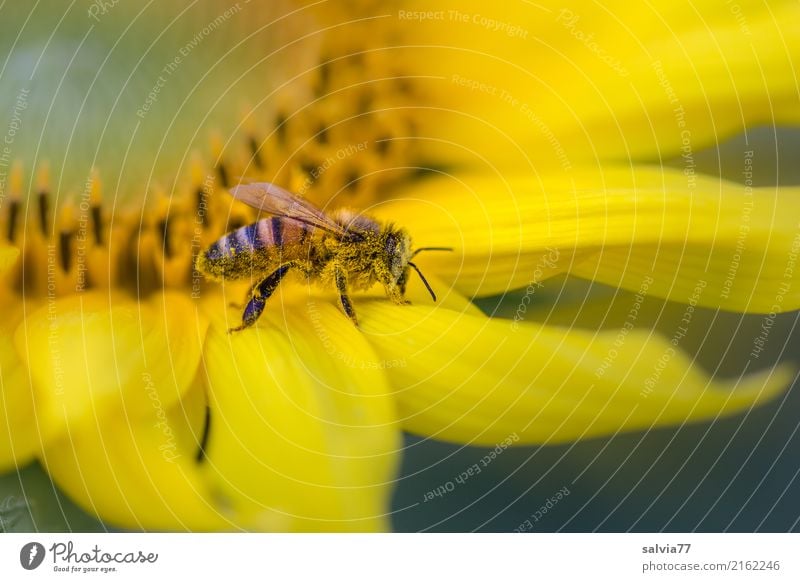 die Nase voll Natur Sommer Pflanze Blume Blüte Nutzpflanze Sonnenblume Garten Tier Nutztier Biene Insekt Honigbiene 1 Duft Wärme braun gelb Pollen Nektar