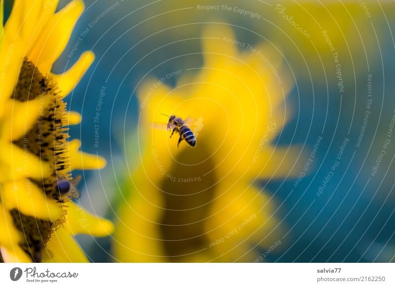 Jahreszeiten | sonniger Sommer Umwelt Natur Pflanze Blume Blüte Sonnenblumenfeld Garten Feld Nutztier Biene Honigbiene Insekt Blühend Duft blau braun gelb