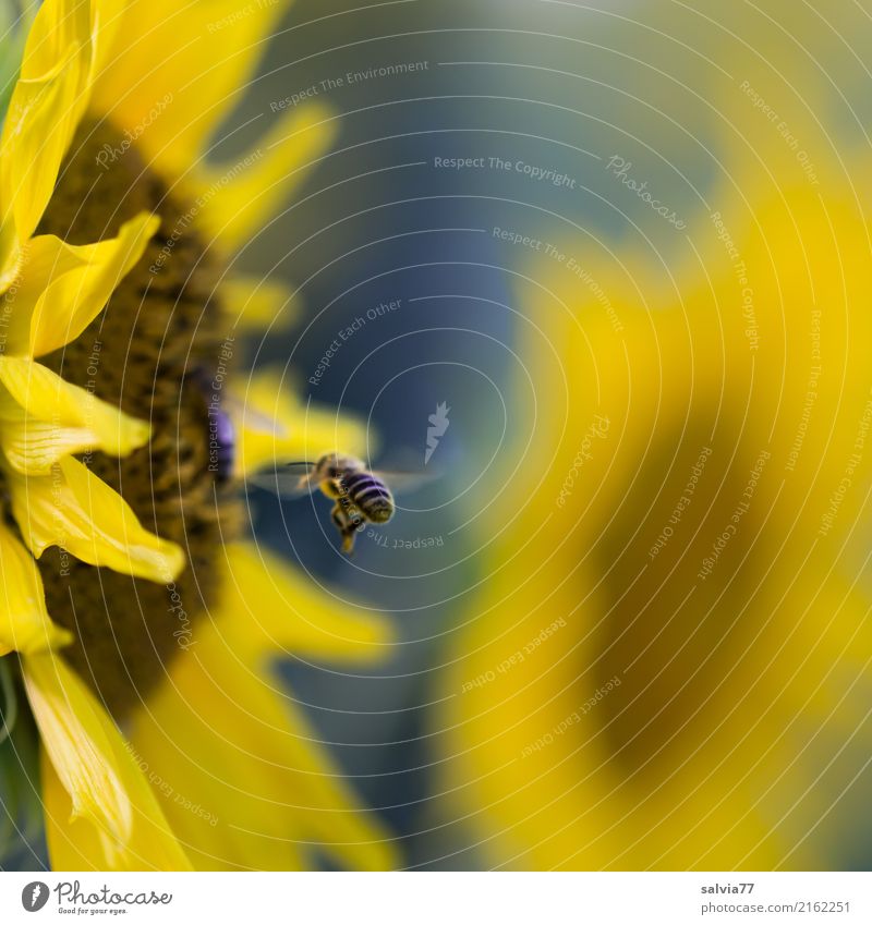 klares Ziel Umwelt Natur Pflanze Tier Sonne Sommer Blume Blüte Nutzpflanze Sonnenblume Garten Feld Nutztier Biene Flügel Honigbiene Bienenweide Insekt 1 fliegen
