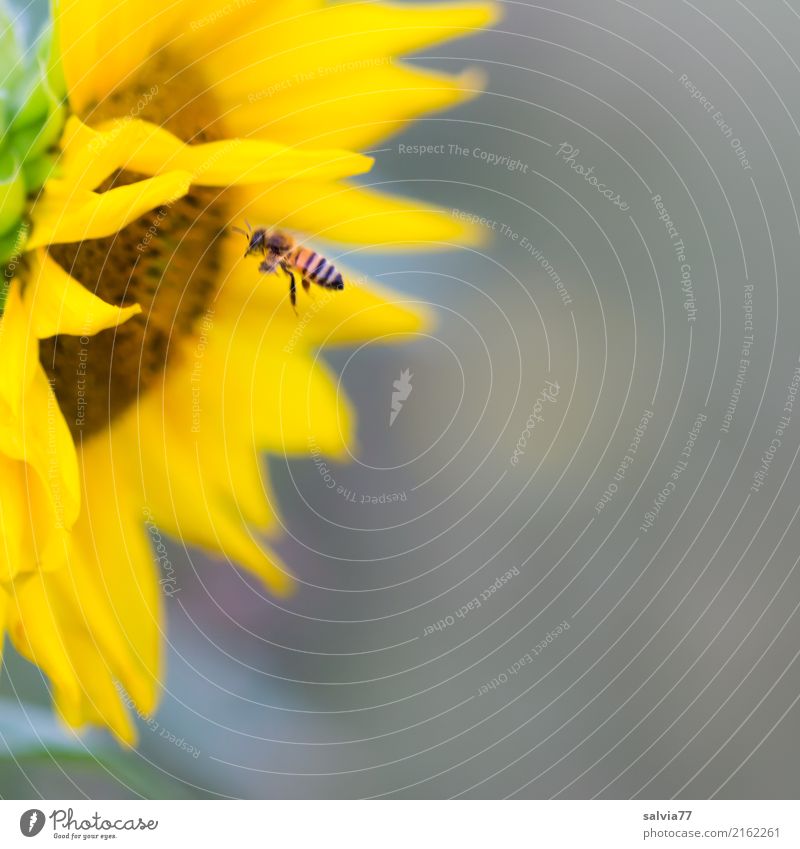 sonnige Tankstelle Natur Pflanze Sommer Blume Blüte Garten Tier Biene Honigbiene Insekt 1 Duft fliegen braun gelb grau Farbe Leichtigkeit Umwelt fleißig Pollen