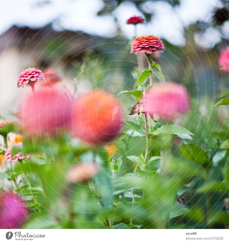 blümchen Umwelt Natur Pflanze Sträucher Blatt Blüte rosa Farbfoto Außenaufnahme Schwache Tiefenschärfe Blühend Garten Wachstum Frühling Sommer Menschenleer