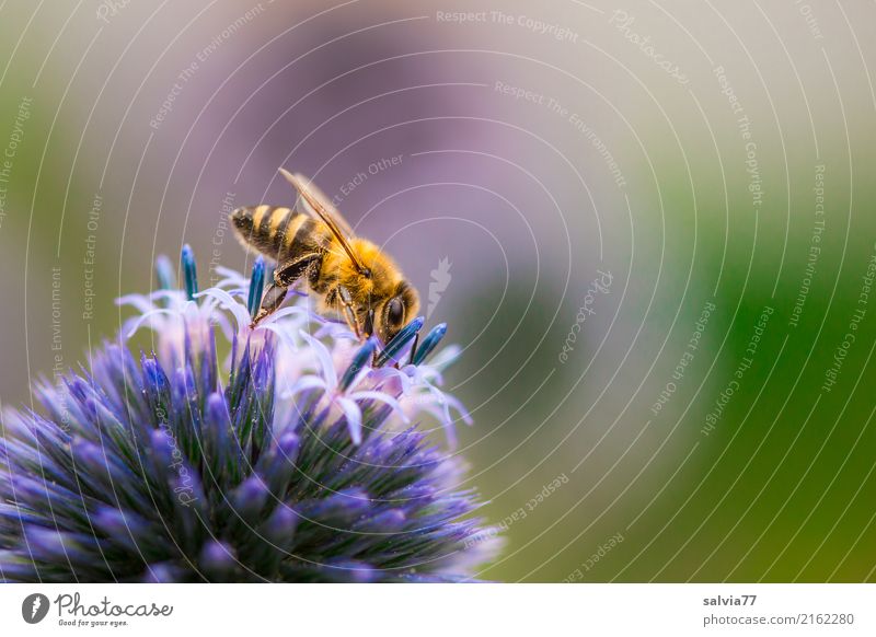 blaue Kugel mit Sternchen Natur Sommer Pflanze Blume Blüte Distelblüte Garten Tier Biene Insekt Honigbiene 1 Duft krabbeln ästhetisch lecker schön Spitze