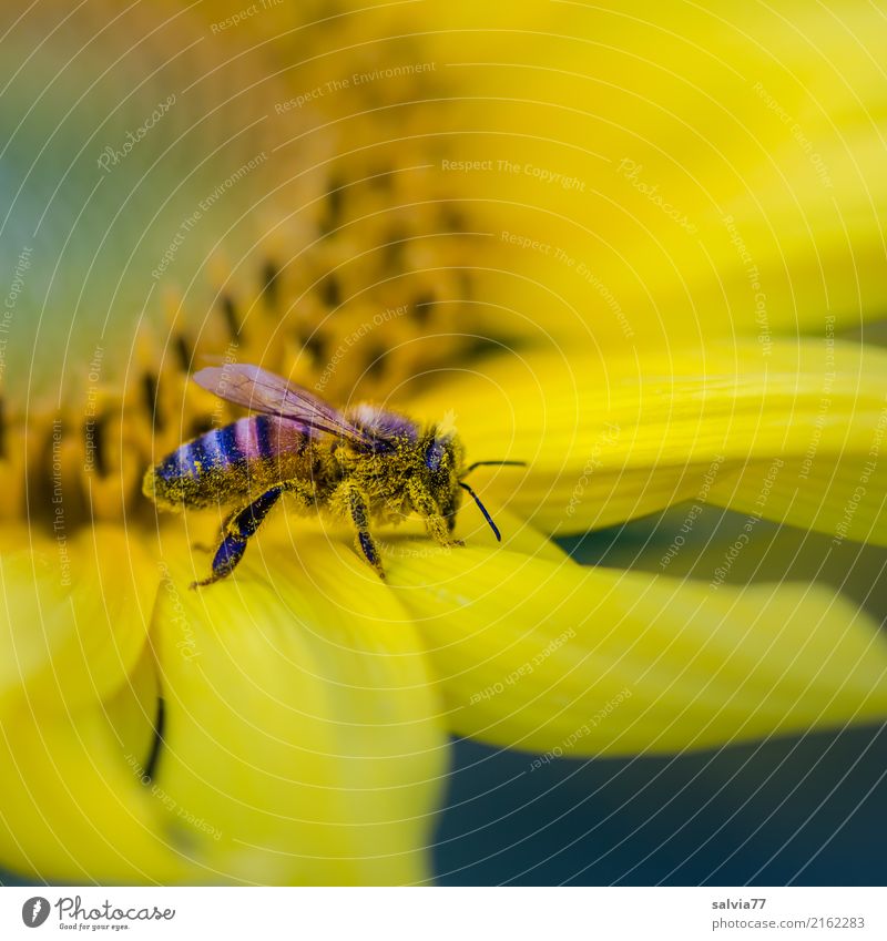 Gelb Natur Sommer Blume Blüte Sonnenblume Garten Feld Biene gelb Duft Pollen Farbfoto Außenaufnahme Makroaufnahme Strukturen & Formen Menschenleer