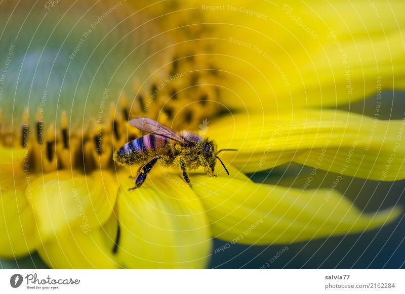 die Nase voll Umwelt Natur Sommer Pflanze Blume Blüte Nutzpflanze Sonnenblume Garten Tier Nutztier Biene Insekt Honigbiene 1 Blühend Duft krabbeln braun gelb