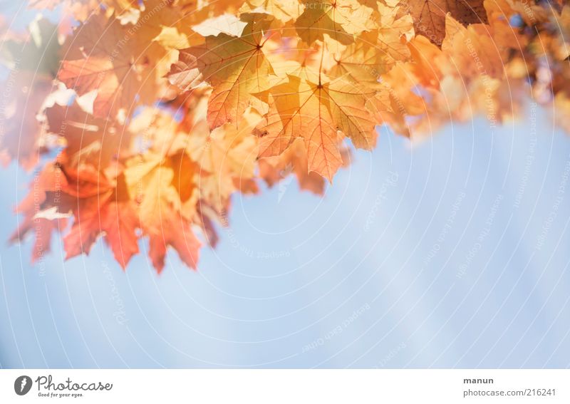 Herbstwetter Umwelt Natur Wolkenloser Himmel Schönes Wetter Baum Blatt Herbstlaub Herbstfärbung Herbstbeginn Herbsthimmel herbstlich Sonnenstrahlen Ahorn
