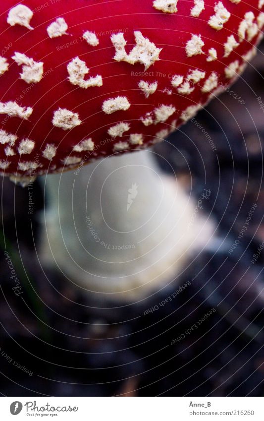 Rotkäppchen Umwelt Natur Herbst Wachstum rot weiß Fliegenpilz Anschnitt Bildausschnitt Detailaufnahme Pilzhut Gift Makroaufnahme Textfreiraum unten