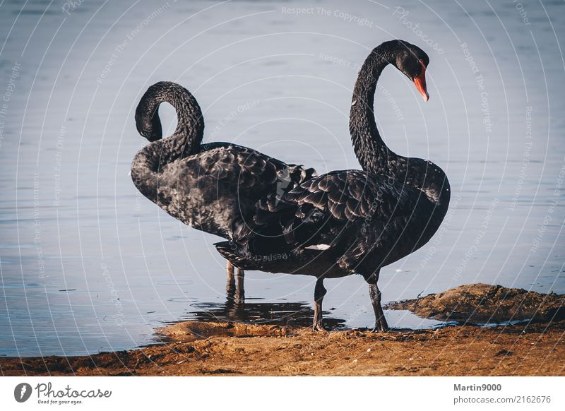 Black Swan Ferien & Urlaub & Reisen Natur Tier Schwan 2 natürlich schwarz Zusammensein Farbfoto Außenaufnahme Textfreiraum links Textfreiraum rechts