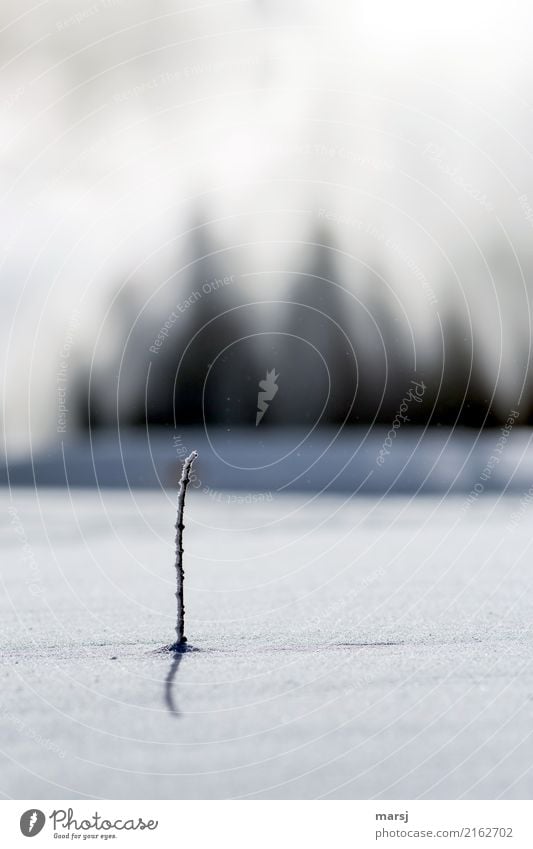 Standhaft Natur Winter Nebel Eis Frost Schnee Stengel stehen dünn authentisch einfach Erfolg ruhig Traurigkeit minimalistisch einzeln Einsamkeit 1 standhaft