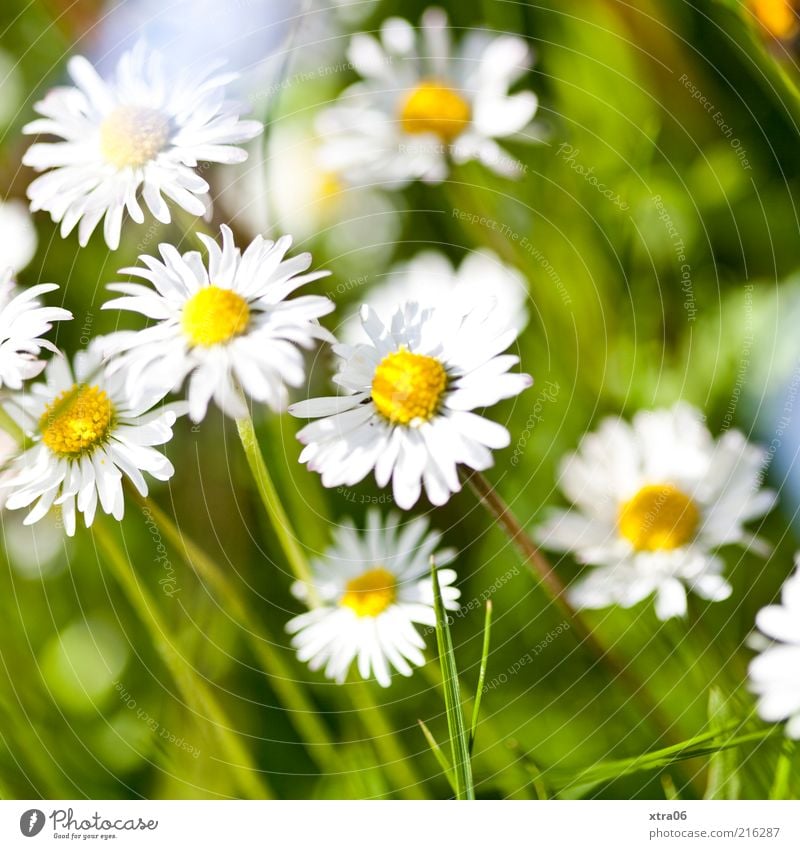 sommer Umwelt Natur Pflanze Schönes Wetter Blume Gras Blatt Blüte Wiese weiß Gänseblümchen Farbfoto Außenaufnahme Sonnenlicht Frühling Sommer Blühend Tag