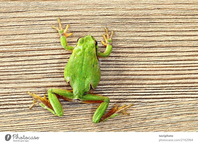 grüner Baumfrosch, der auf hölzerner Planke klettert schön Möbel Klettern Bergsteigen Umwelt Natur Tier Haustier Holz klein lustig natürlich niedlich wild Farbe