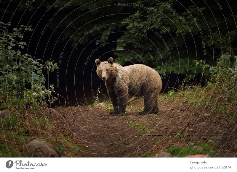 wilder Braunbär in den Karpatenbergen Berge u. Gebirge Mann Erwachsene Umwelt Natur Tier Park Wald Tierjunges groß stark braun grün gefährlich Bär Säugetier