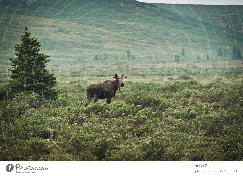 Alaska-Street-View Baum Sträucher Wildtier Elch 1 Tier beobachten stehen blau grün Denali National Park Wegrand Tierjunges Gedeckte Farben Außenaufnahme