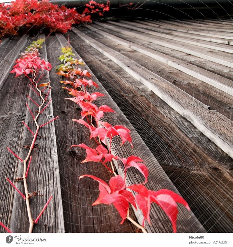 roter Oktober Umwelt Natur Herbst Pflanze alt Holz Holzwand Wein Wilder Wein Farbfoto Außenaufnahme Menschenleer Tag Herbstlaub herbstlich Herbstfärbung Ranke