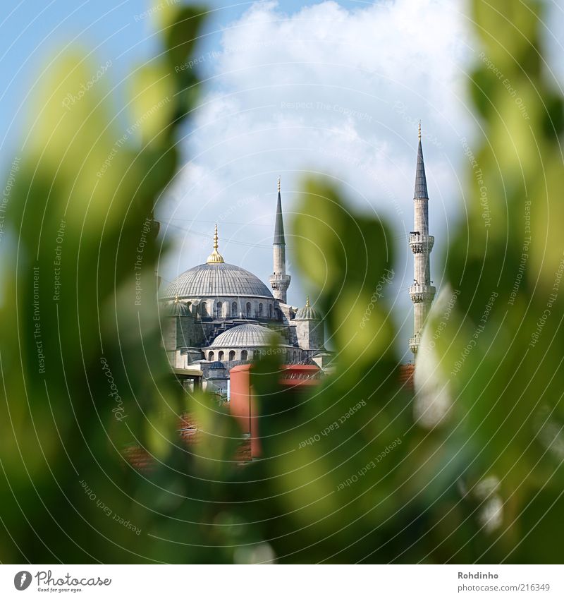 Blaue Moschee im Grünen Ferien & Urlaub & Reisen Tourismus Ferne Sightseeing Städtereise Sommer Istanbul Türkei Altstadt Bauwerk Gebäude Fassade Dach blau grün