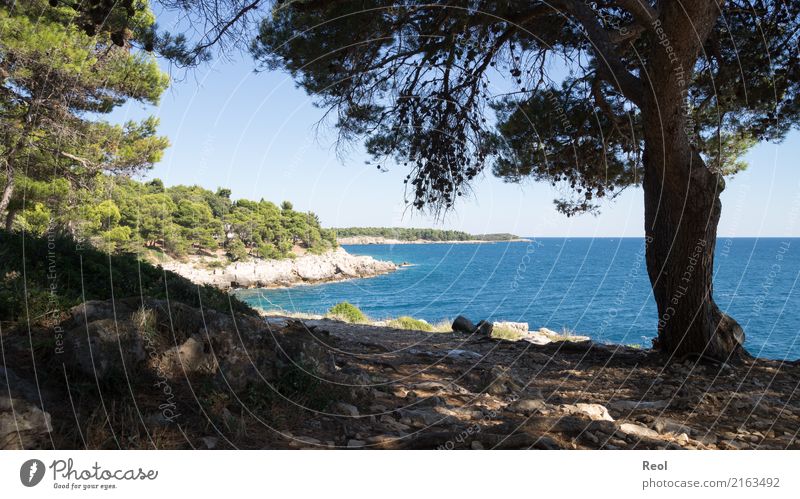 Kroatien Natur Landschaft Wasser Himmel Wolkenloser Himmel Sommer Schönes Wetter Pflanze Baum Wald Nadelwald Nadelbaum Kiefer Felsen Küste Meer Mittelmeer blau