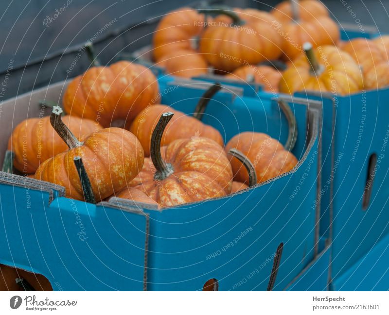 Herbstvitamine Lebensmittel Gemüse Kürbis Slowfood Nutzpflanze Marktplatz frisch Gesundheit blau orange Schachtel Marktstand Bioprodukte