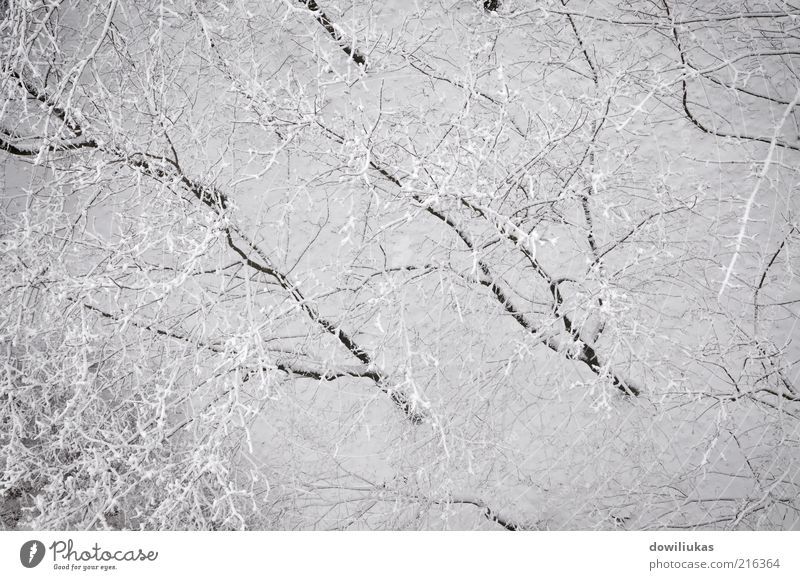 Verschneite Bäume im Park Ferien & Urlaub & Reisen Winter Schnee Winterurlaub Umwelt Natur Landschaft Pflanze Erde Klima Klimawandel Wetter Eis Frost Baum Wald