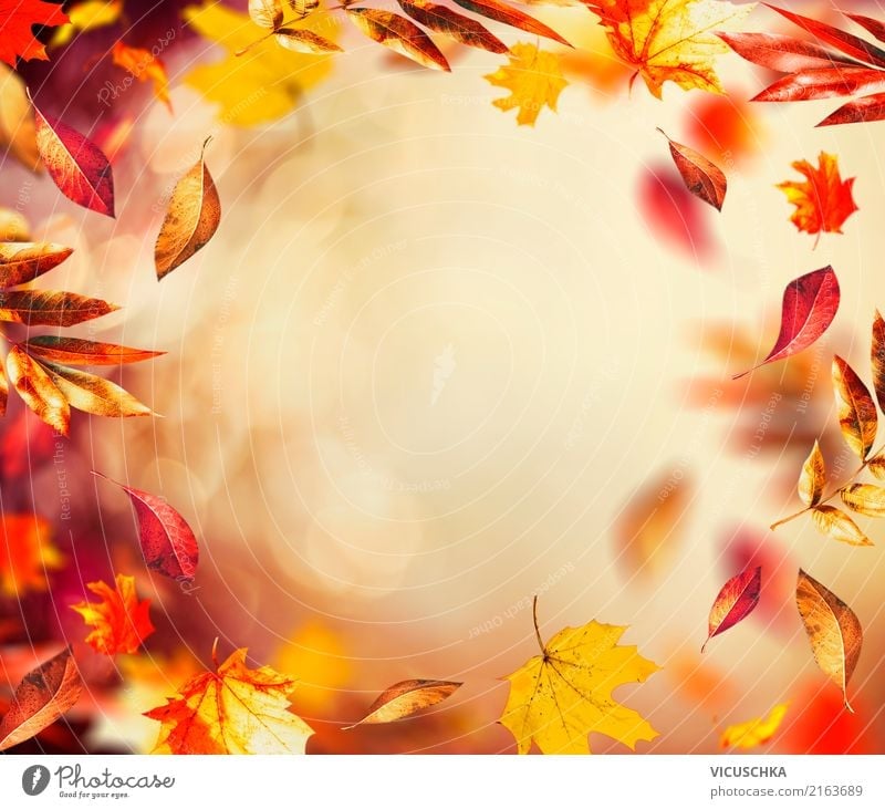 Herbst Hintergrund mit fliegenden bunten Blätter Lifestyle Design Garten Natur Pflanze Wind Sträucher Blatt Park gelb Hintergrundbild September Rahmen