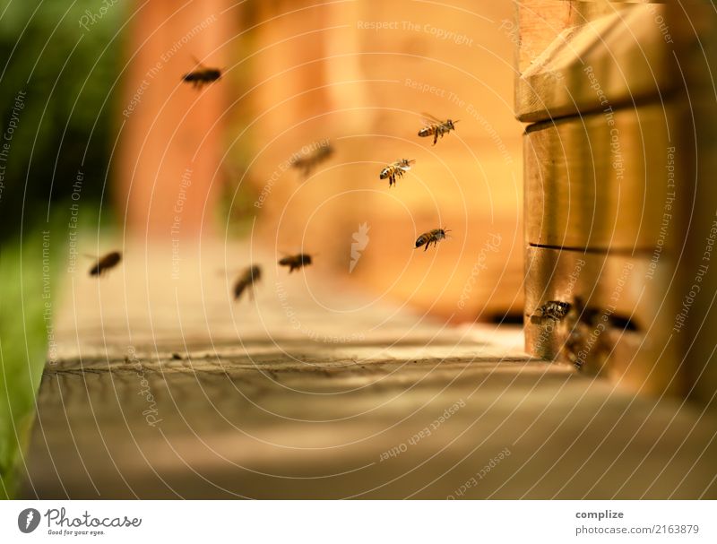 Die Bienen Honig Ernährung Wellness Sinnesorgane Umwelt Natur Pflanze Tier Blume Flügel Zukunft Zusammenhalt Schwarm Bienenstock Luftverkehr König Honigbiene