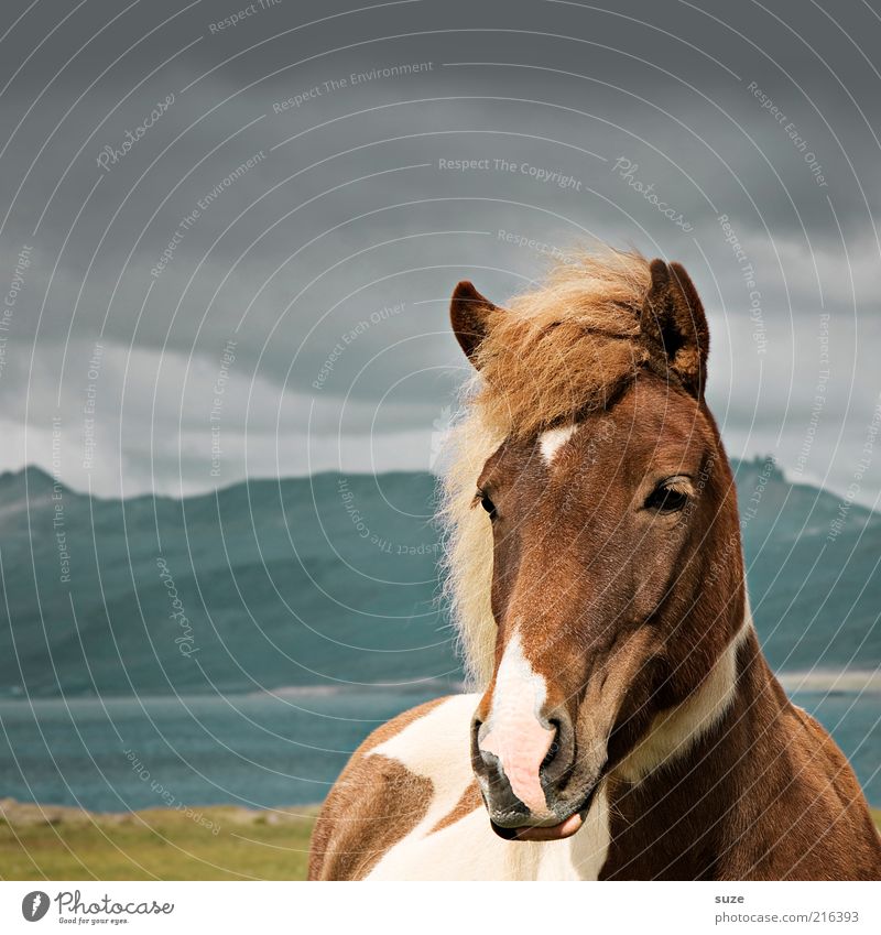 Isländer Berge u. Gebirge Natur Landschaft Tier Himmel Wolken Wind Nutztier Wildtier Pferd Tiergesicht 1 stehen warten ästhetisch Freundlichkeit natürlich schön