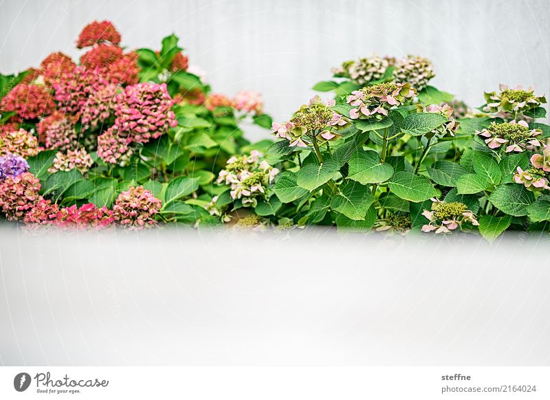 Hortensie mit Textfreiraum Pflanze Sträucher ästhetisch Hortensienblüte Garten Vorgarten Gartenpflanzen weiß kleingärtner Farbfoto mehrfarbig Außenaufnahme
