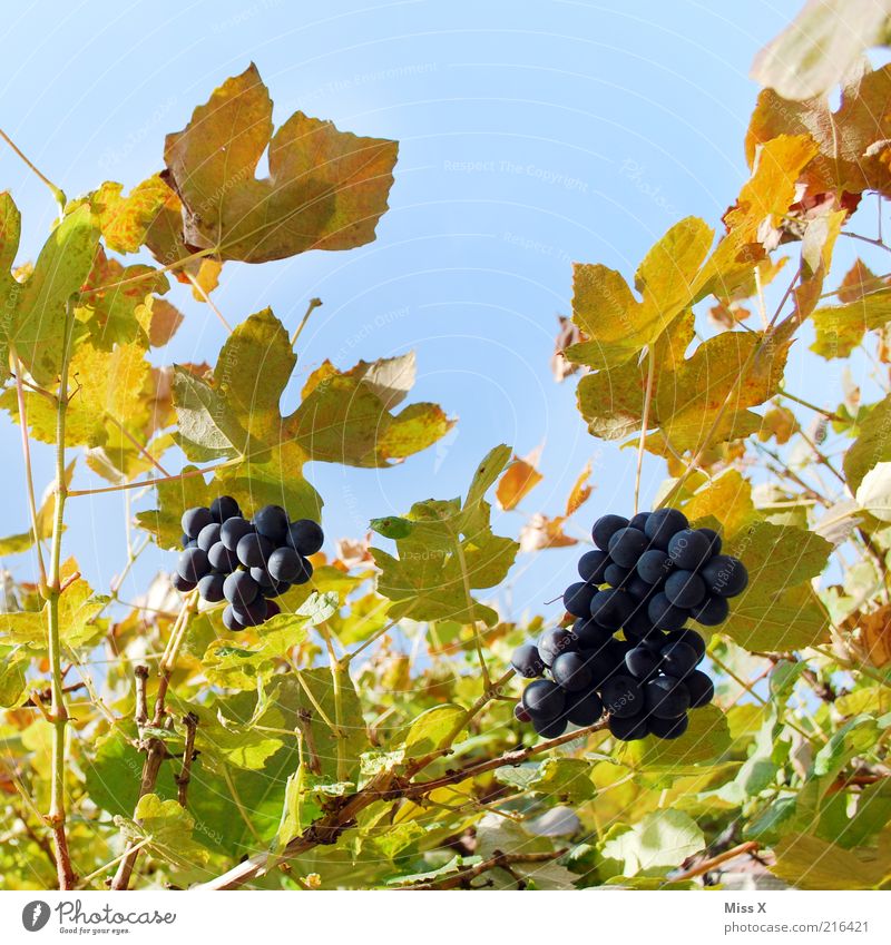 Wein Lebensmittel Frucht Ernährung Bioprodukte Natur Herbst Schönes Wetter Pflanze Blatt Wachstum frisch lecker saftig süß Weinberg Weinbau Weintrauben