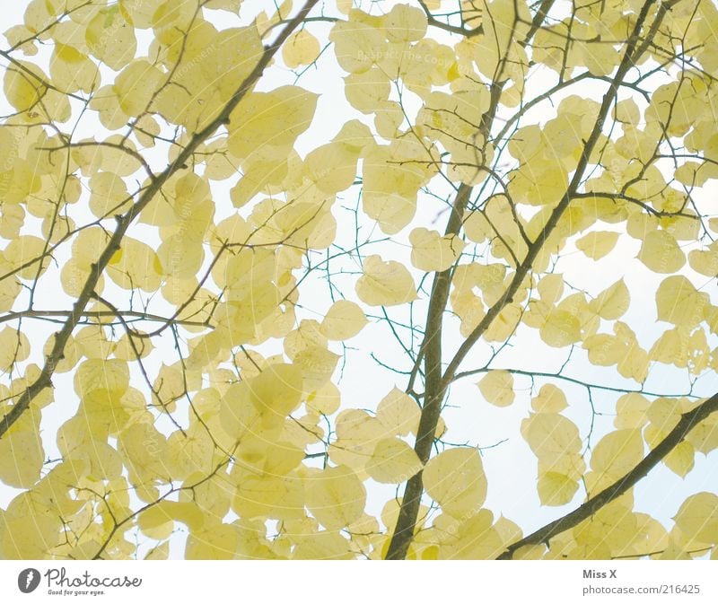Linde Natur Herbst Schönes Wetter Baum Blatt dehydrieren gelb Herbstlaub Lindenblatt Ast zart Farbfoto Außenaufnahme Muster Menschenleer Sonnenlicht Geäst