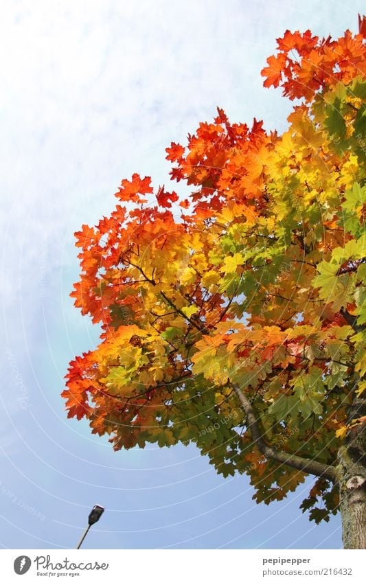 farbverlauf Umwelt Natur Pflanze Himmel Schönes Wetter Baum Blatt braun mehrfarbig Farbfoto Außenaufnahme Detailaufnahme Tag Kontrast Sonnenlicht