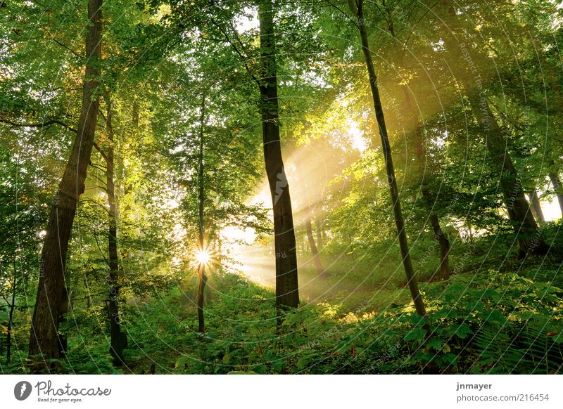 Lichtdurchfluteter Wald Ferien & Urlaub & Reisen Umwelt Natur Landschaft Pflanze Sonne Sonnenaufgang Sonnenuntergang Sonnenlicht Schönes Wetter Baum Blatt