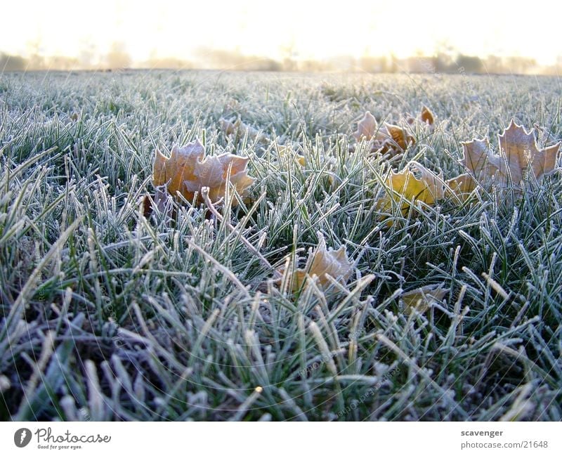 Morgentau Winter Wiese Jahreszeiten kalt weiß Horizont Menschenleer Pflanze Gras Seil Raureif Landschaft Schnee Eis Sonne Natur Außenaufnahme