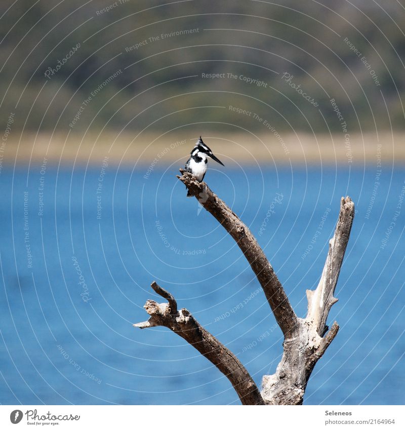 Pied Kingfisher Ausflug Ferne Freiheit Umwelt Natur Ast Totholz Küste Seeufer Flussufer Tier Wildtier Vogel Eisvögel 1 natürlich Ornithologie Farbfoto