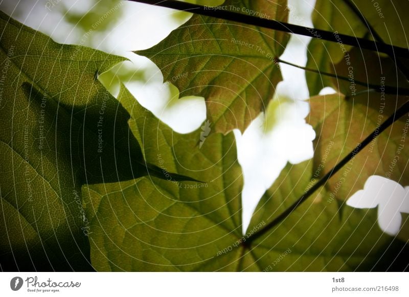 tabak is' alle! Umwelt Natur Pflanze Blatt Ahornblatt Herbst Herbstlaub herbstlich Schatten Licht grün Farbfoto Textfreiraum unten Sonnenlicht