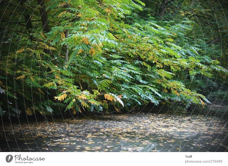 Idyll Umwelt Natur Landschaft Pflanze Baum Grünpflanze Wildpflanze Wald Flussufer Moor Sumpf Teich See dehydrieren ästhetisch nass saftig Esche Herbst