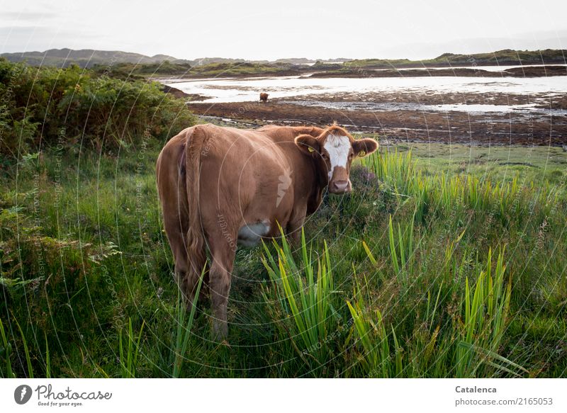 Seekuh, Kuh auf eine Wiese  am Strand bei Ebbe Landschaft Wasser Himmel Horizont Sommer Pflanze Gras Sträucher Schilf Küste Bucht Meer Atlantik 2 Tier