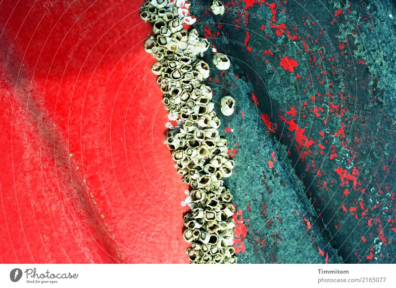 Farben und Formen. Nordsee Dänemark Schifffahrt Fischerboot Seepocken Wachstum grün rot Naturwuchs Bordwand abblättern Schaden Farbfoto Außenaufnahme