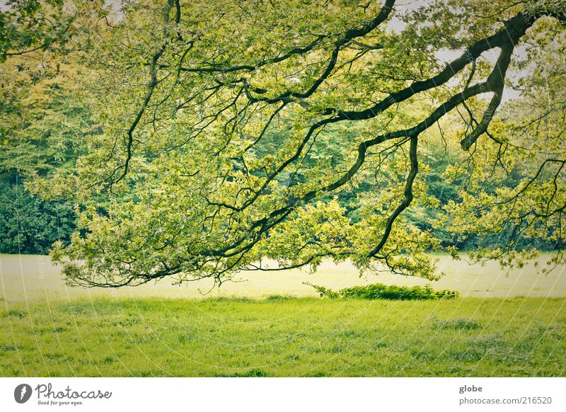 Schwarzer Blitz - Grüner Himmel Natur Baum Park Wiese Wald ästhetisch grün Farbfoto Außenaufnahme Menschenleer Tag Kontrast Zweige u. Äste Textfreiraum unten