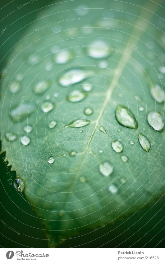Regenwetter Umwelt Natur Pflanze Urelemente Wassertropfen schlechtes Wetter Rose Blatt Grünpflanze Stimmung Strukturen & Formen nass schön zart grün beruhigend