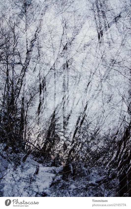 Wald, winterlich. Umwelt Natur Pflanze Himmel Winter dunkel natürlich blau schwarz weiß Baumstamm kahl kalt Doppelbelichtung Abenddämmerung Zweige u. Äste