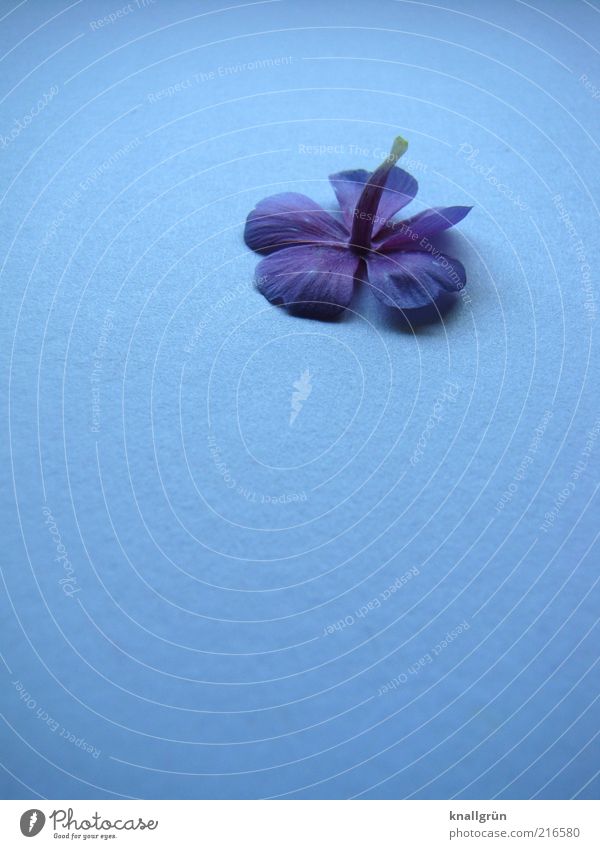 Kopfüber Natur Pflanze Blüte Duftveilchen Blühend liegen blau violett Vergänglichkeit kopfvoran fünfblättrig Veilchengewächse Farbfoto Studioaufnahme