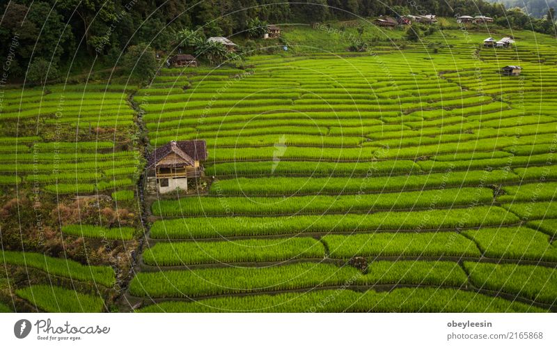 Draufsicht der Reisreisfelder in Nord-Thailand Getreide ruhig Ferien & Urlaub & Reisen Tourismus Ausflug Sommer Berge u. Gebirge Umwelt Natur Landschaft Pflanze