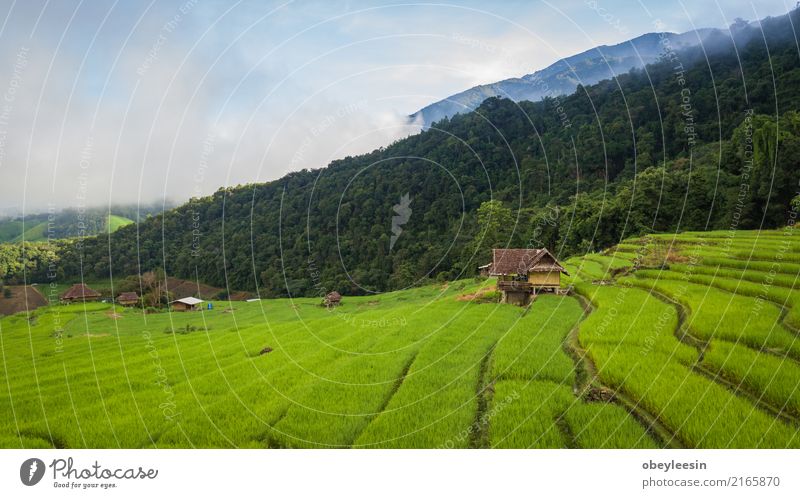 Draufsicht der Reisreisfelder in Nord-Thailand Getreide ruhig Ferien & Urlaub & Reisen Tourismus Ausflug Sommer Berge u. Gebirge Umwelt Natur Landschaft Pflanze