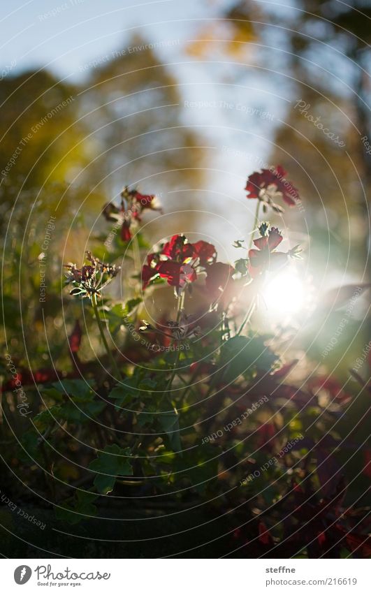 [ZICKENKRIEG] Beinahe ein Tautropfenmakro Umwelt Natur Pflanze Sonne Sonnenaufgang Sonnenuntergang Sonnenlicht Herbst Schönes Wetter Baum Blume Gras Sträucher