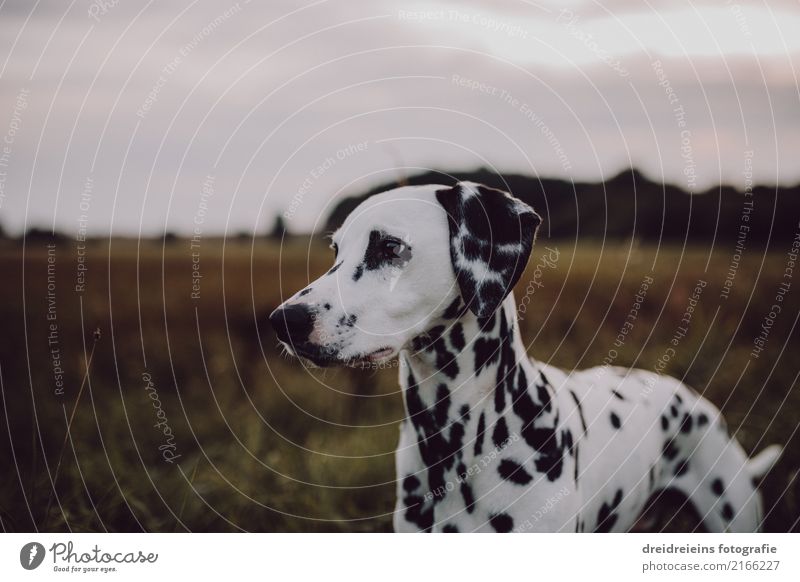 Abenteuer eines Dalmatiners Natur Landschaft Park Wiese Feld Tier Haustier Hund 1 Blick stehen Neugier Interesse entdecken Entschlossenheit Wachsamkeit