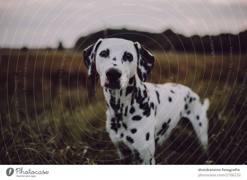Abenteuer eines Dalmatiners Umwelt Natur Landschaft Park Wiese Feld Tier Haustier Hund 1 Blick stehen natürlich Neugier niedlich loyal Interesse Hoffnung Glaube